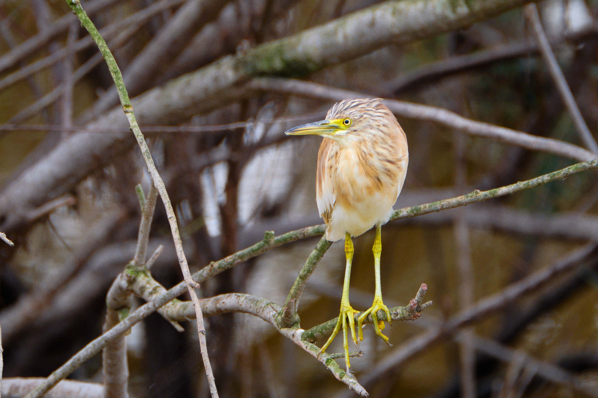 Parque Nacional de Donaña - Andalucia - Spanien